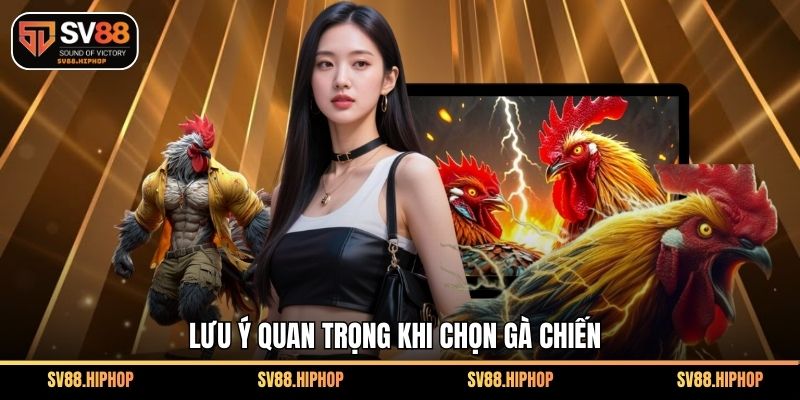 Lưu ý quan trọng khi chọn gà chiến 